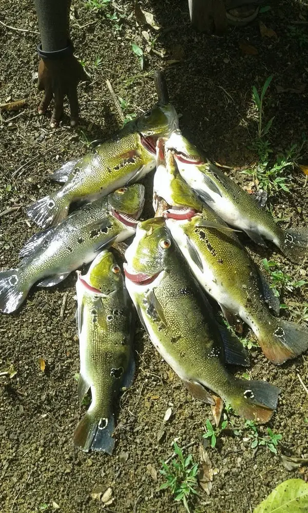 Vissen in de rivier