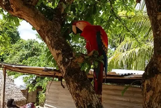 Een rode ara in de bomen bij het resort